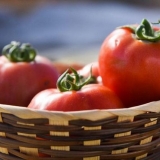 Kako uzgajati dobar rod paradajza